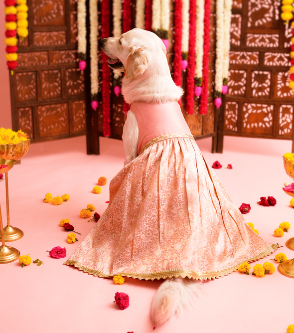 Pastel Pink & Gold banarasi Lehenga