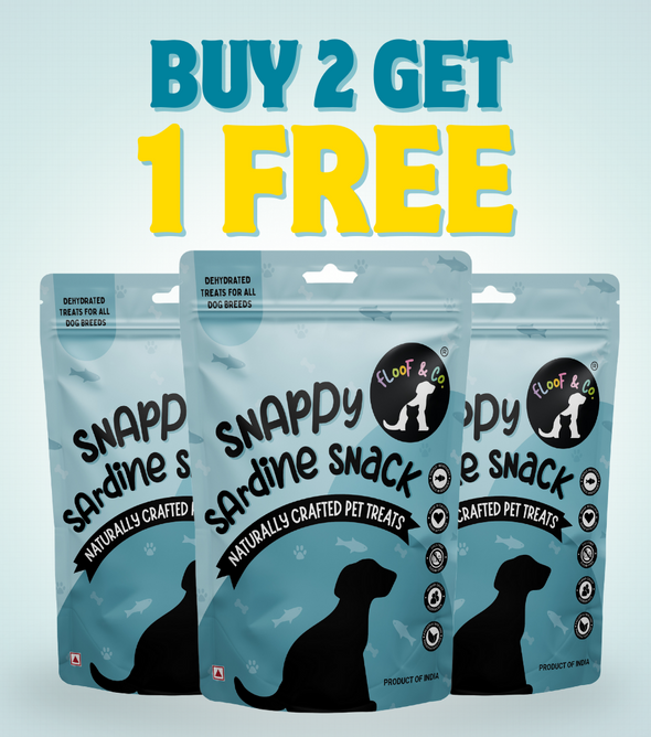 Best dog accessories 2024 online