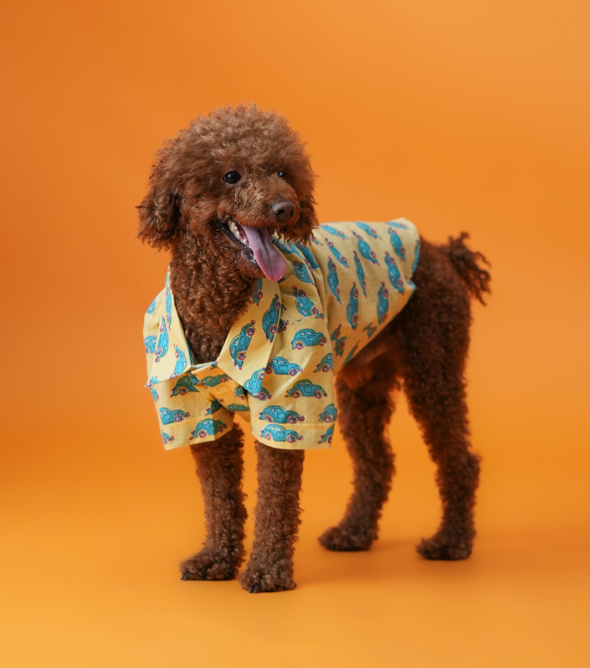 Car Print Dog Shirt – Yellow Cotton Shirt for Dogs | Floof & Co