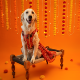 Floral Lehenga for Dogs – Red Designer Pet Dress | Traditional & Festive Outfit – Floof & Co