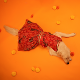 Floral Lehenga for Dogs – Red Designer Pet Dress | Traditional & Festive Outfit – Floof & Co