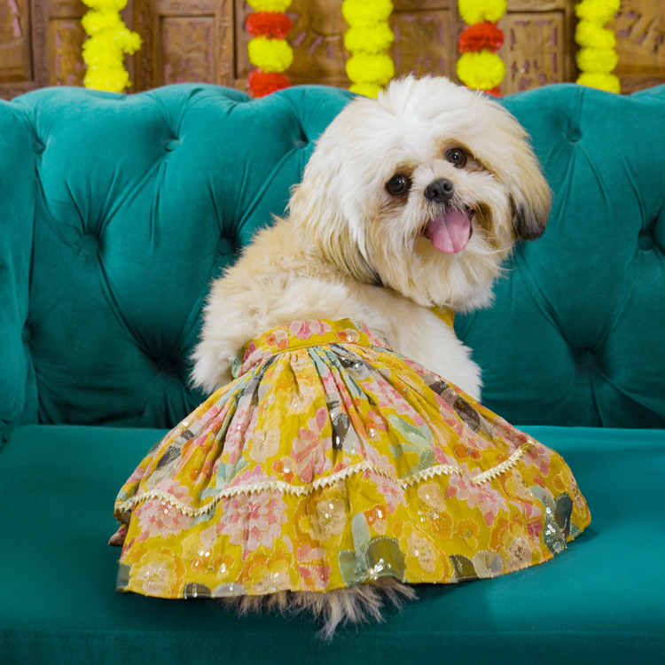 Floral Lehenga for Dogs – Yellow Festive Pet Dress | Traditional Haldi & Party Wear – Floof & Co