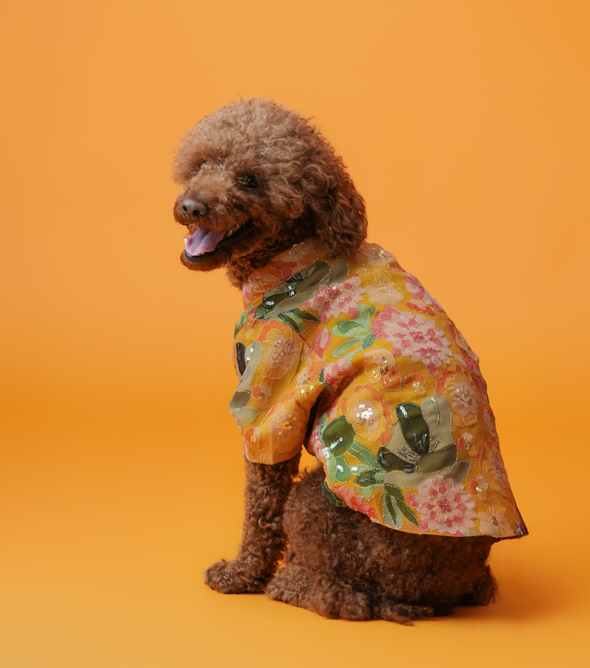 Embroidered Dog Kurta – Yellow Silk Festive Wear for Dogs | Floof & Co