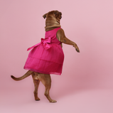 Dark Pink Organza Dog Dress for Female Dogs