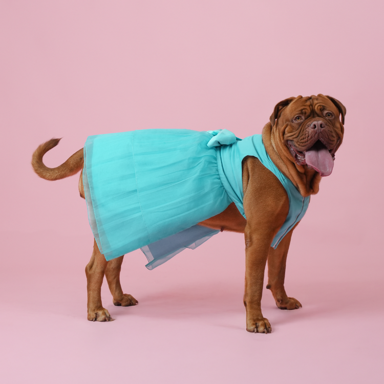 Sky Blue Organza Dog Dress for Female Dogs | Elegant Party & Summer Outfit – Floof & Co
