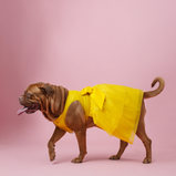 Yellow Organza Dog Dress for Female Dogs