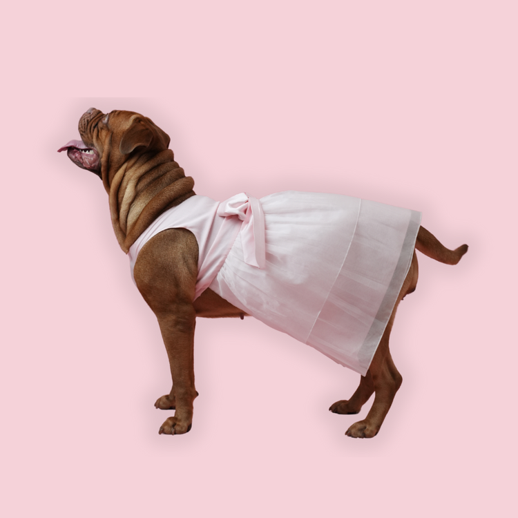Baby Pink Organza Dog Dress for Female Dogs | Designer Birthday & Wedding Outfit – Floof & Co