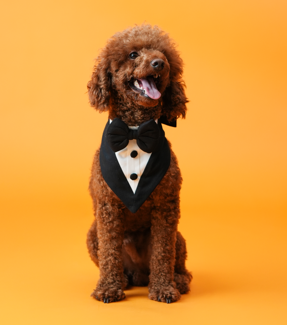 Classic Tux Bandana for Dogs – Black & White Formal Bow Tie Bandana | Floof & Co