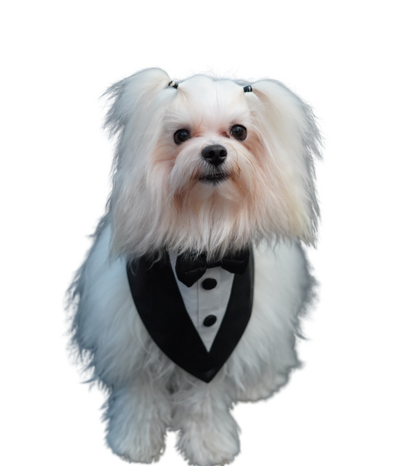 High Neck White & Black Tux Bandana